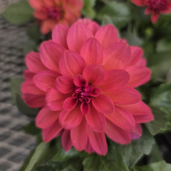 Meet your Posher, Cherie - Picture 1 of 1